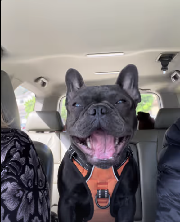 Frenchie Autopilot !!! Forget Tesla, it doesn’t have a strong sense of smell and superb hearing !!!